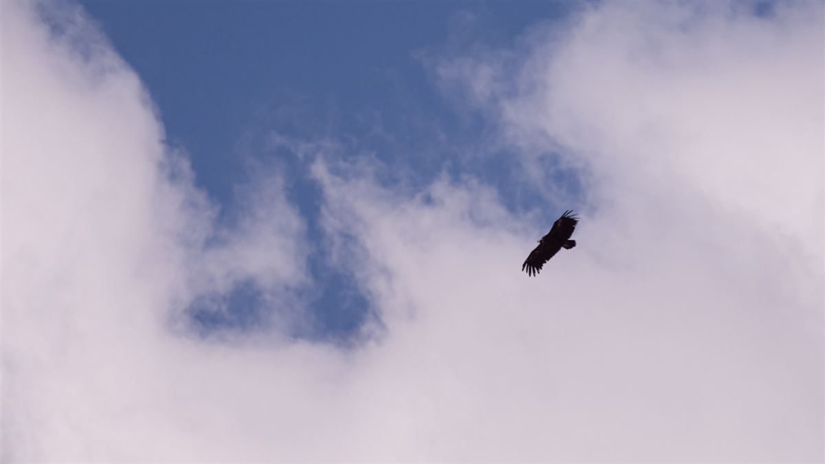 Cinereous Vulture