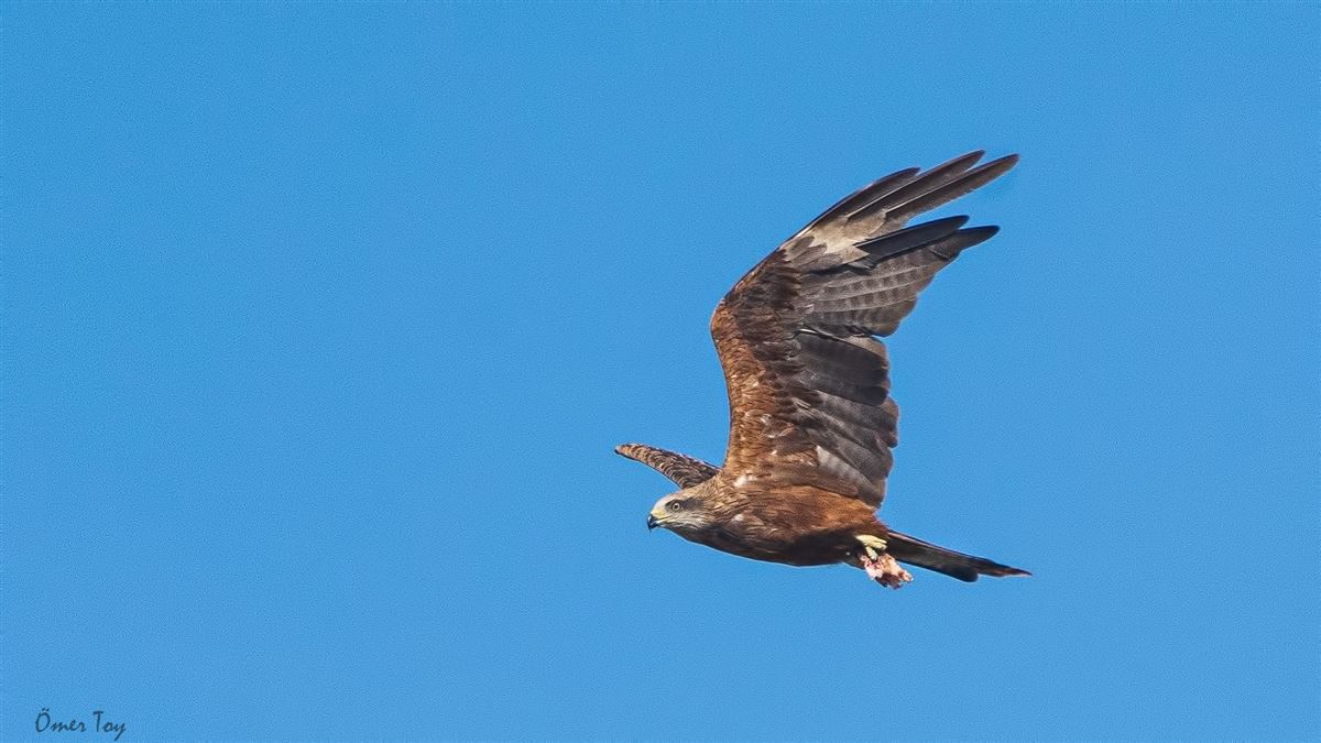 Black Kite