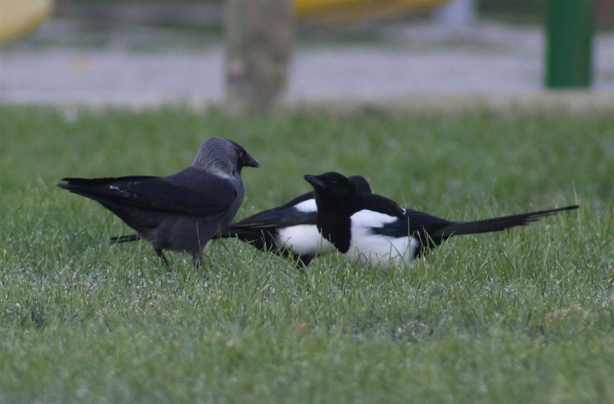 Western Jackdaw