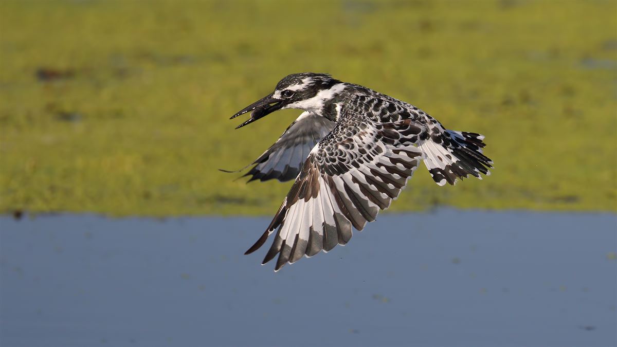 Pied Kingfisher