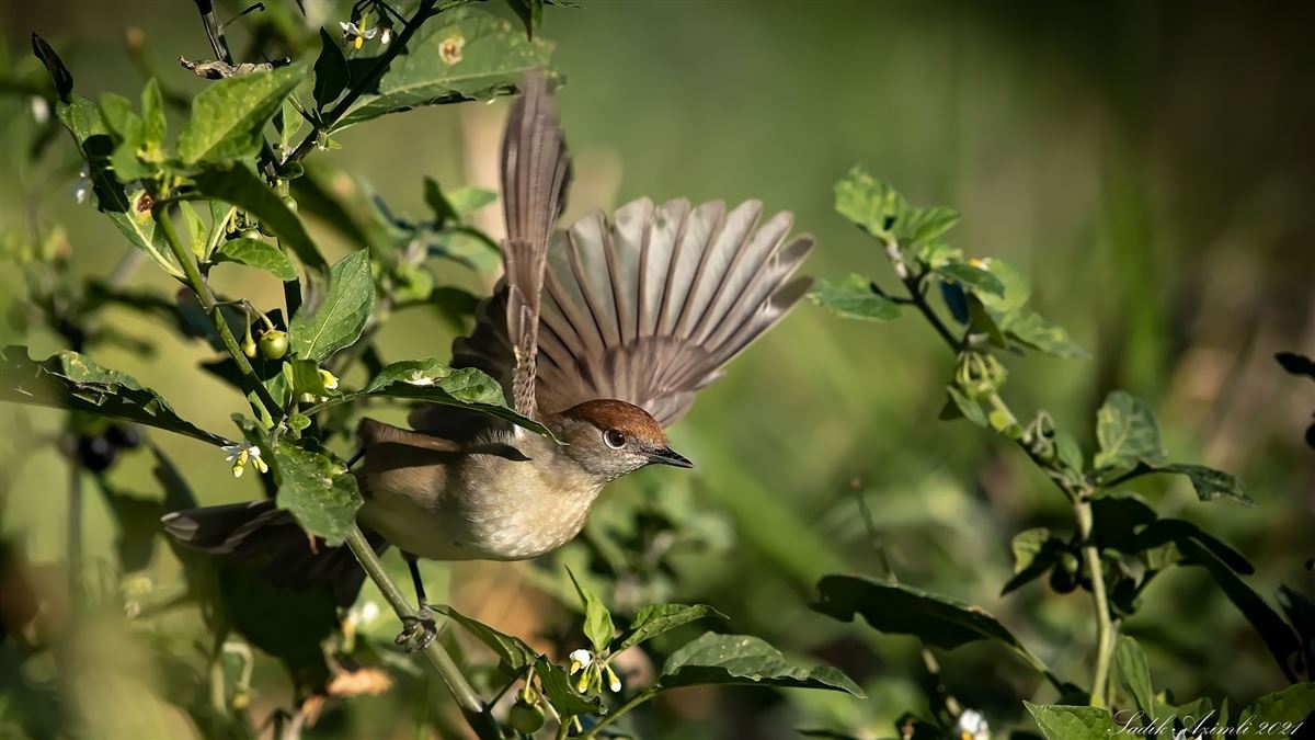 Eurasian Blackcap