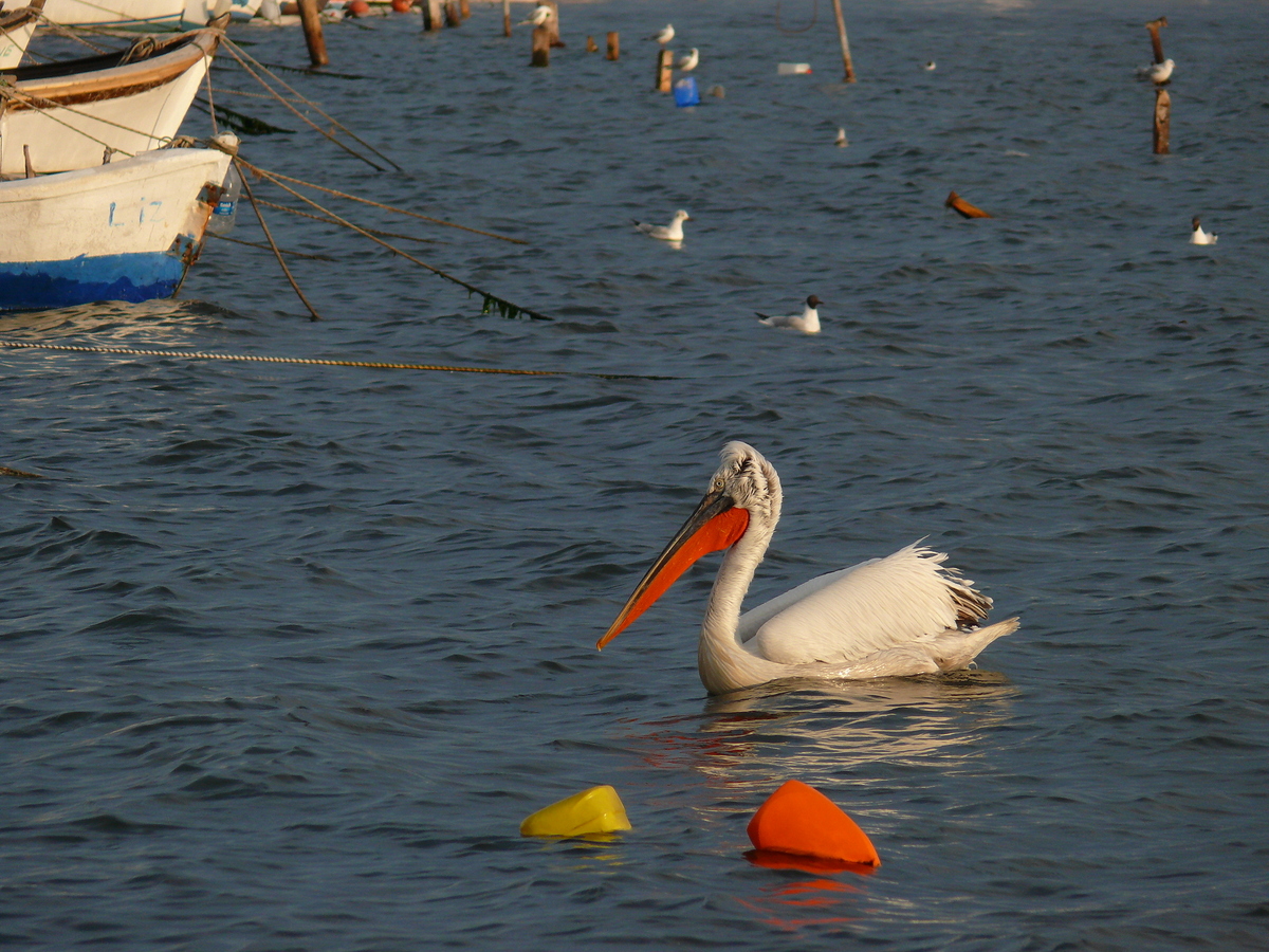Dalmatian Pelican