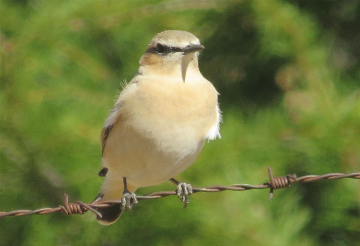 Northern Wheatear