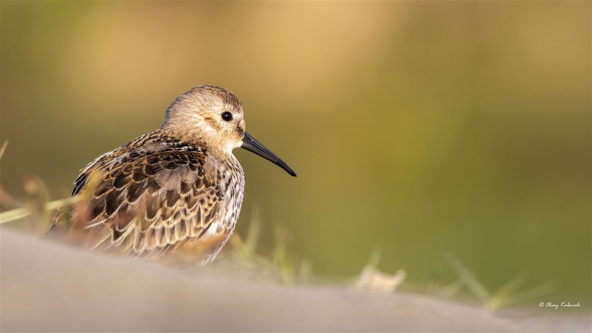 Dunlin