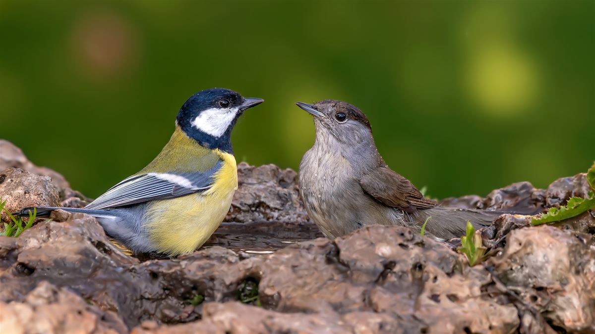 Great Tit