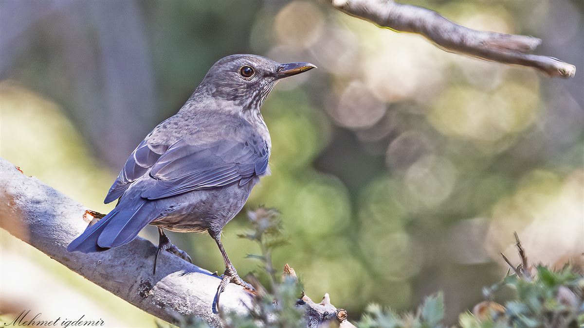 Common Blackbird