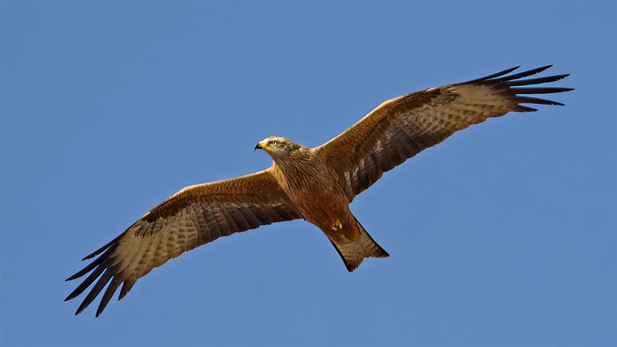Black Kite