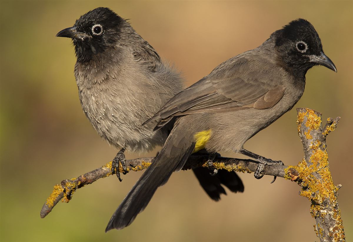 White-spectacled Bulbul