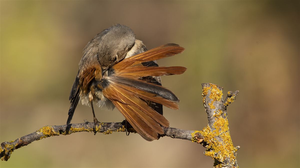 Common Redstart