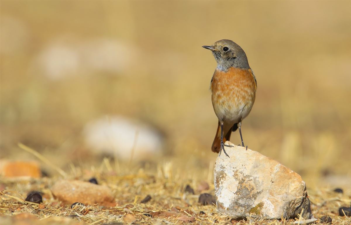 Common Redstart