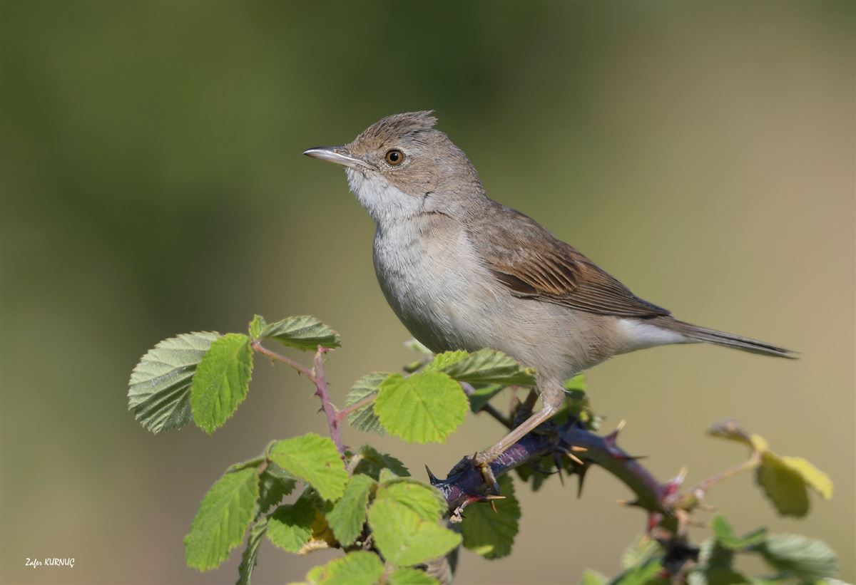 Common Whitethroat