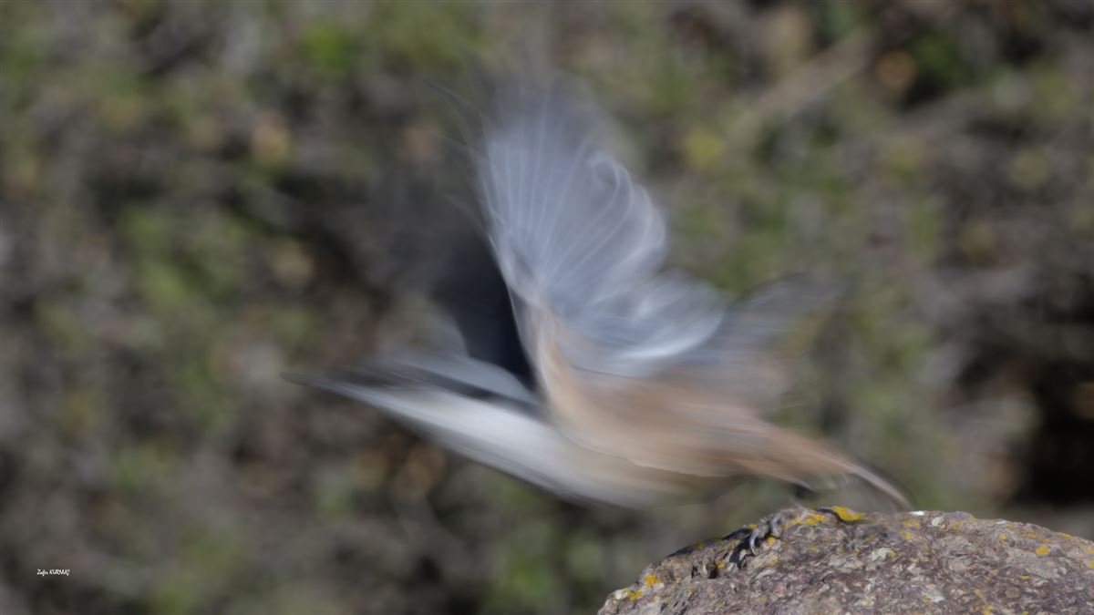 Western Rock Nuthatch
