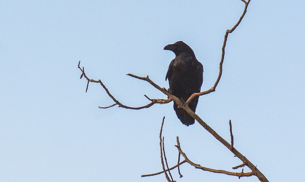 Northern Raven