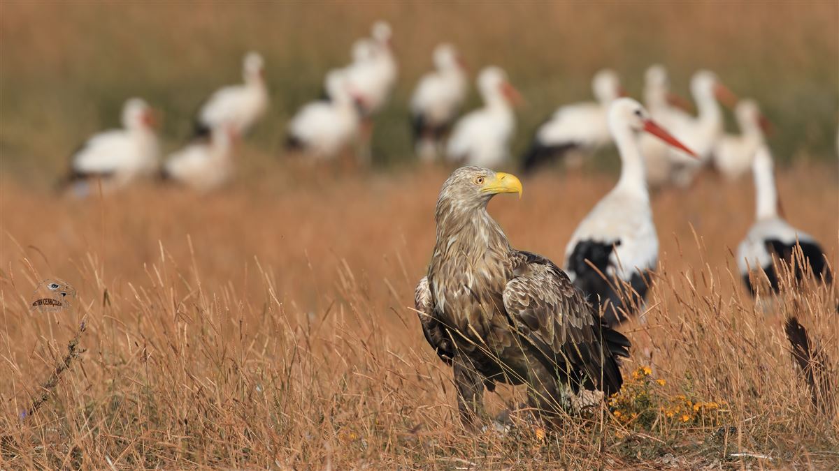 White-tailed Eagle