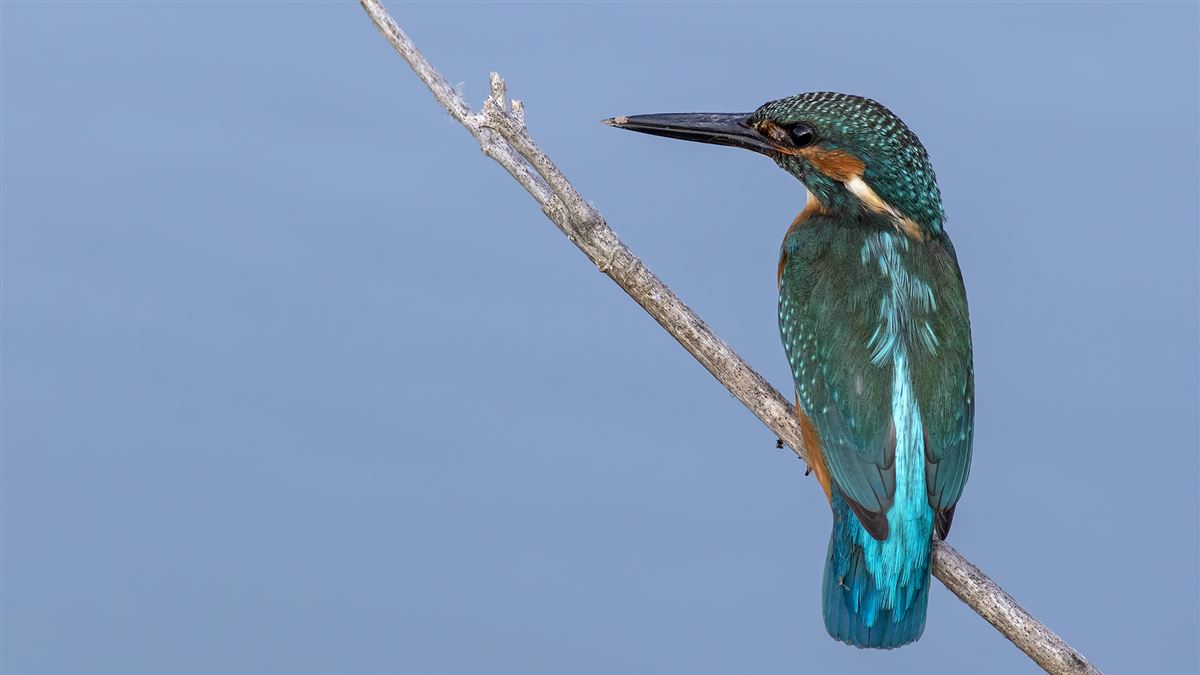 Common Kingfisher