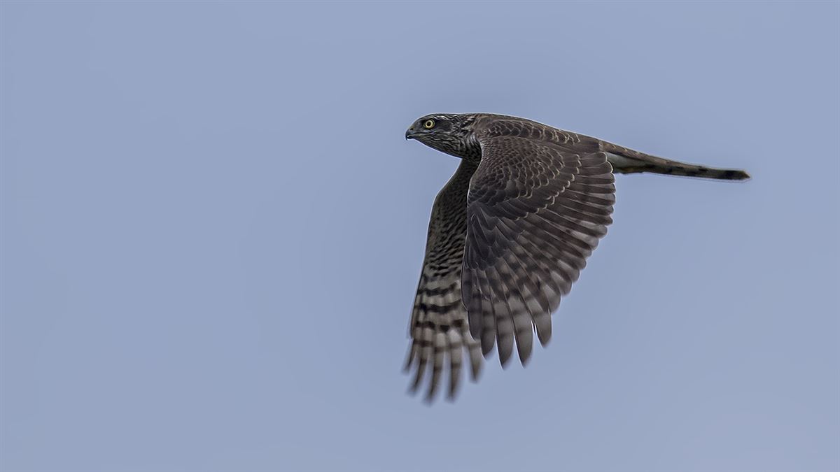 Eurasian Sparrowhawk