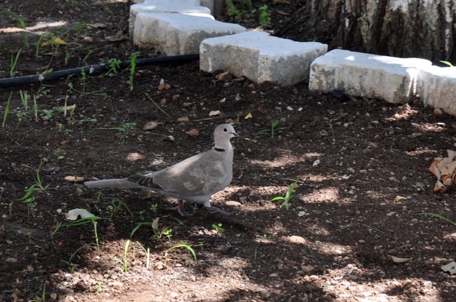 Eurasian Collared Dove