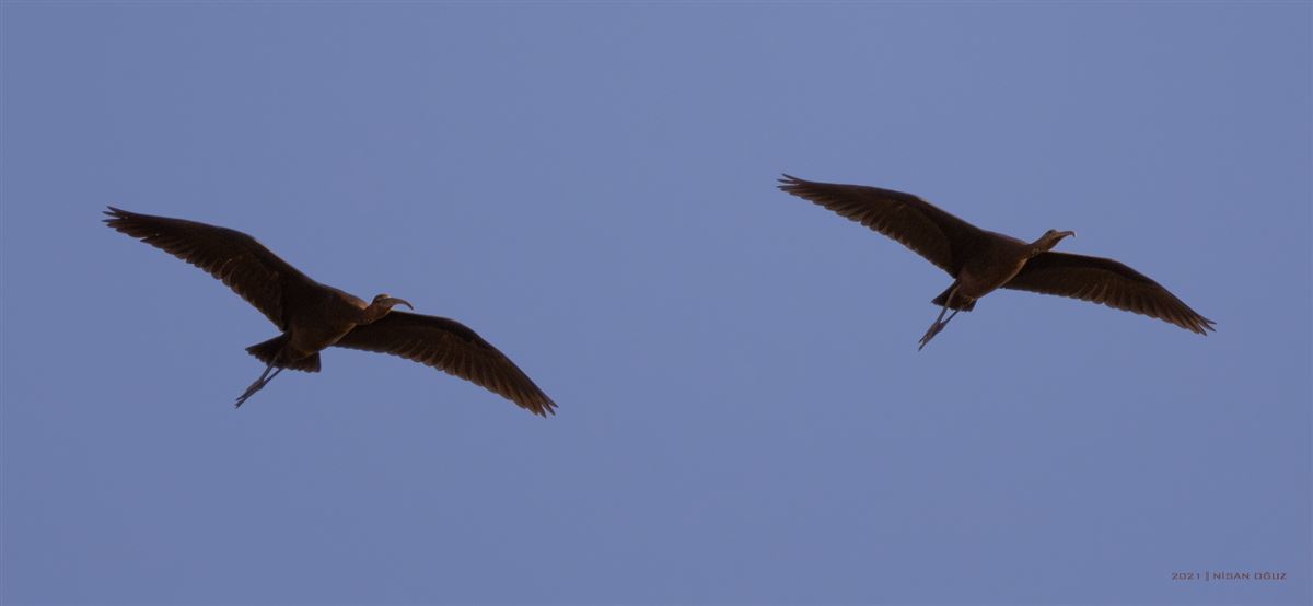 Glossy Ibis