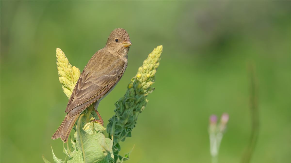 Common Rosefinch