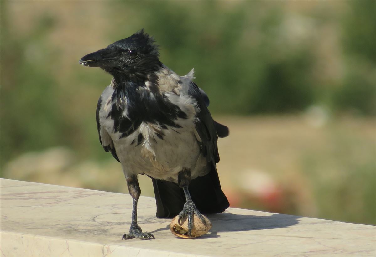 Hooded Crow