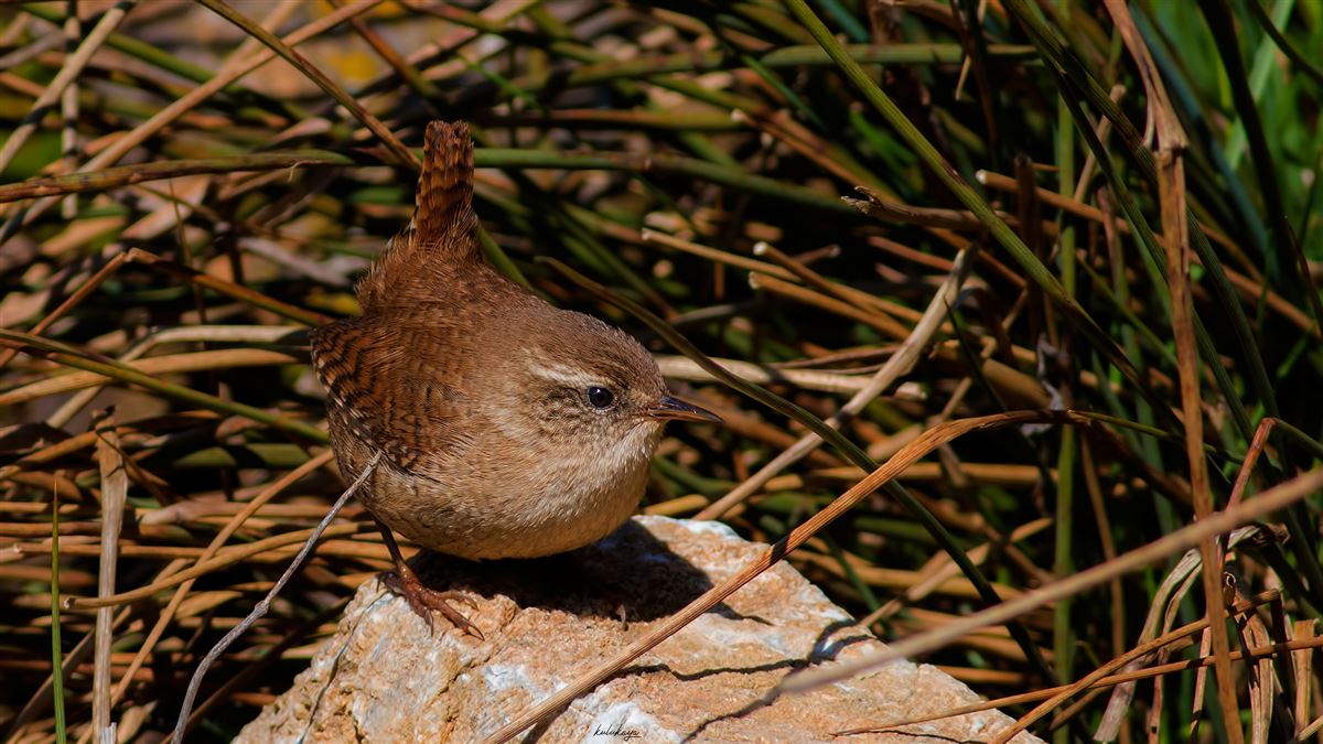 Eurasian Wren
