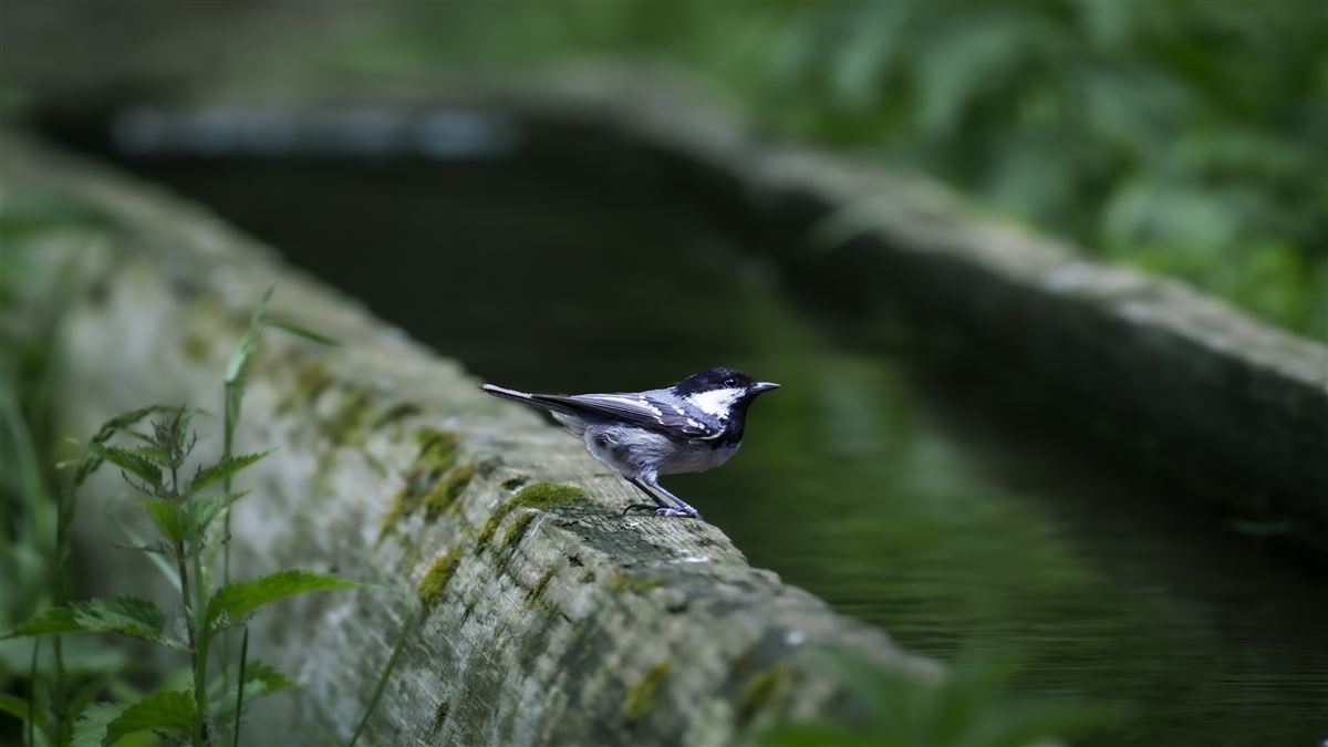 Coal Tit