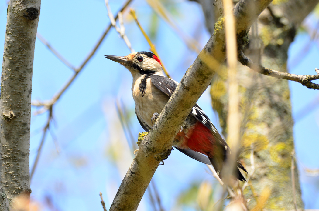 Syrian Woodpecker