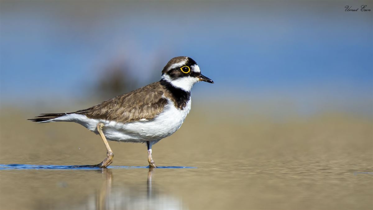 Little Ringed Plover