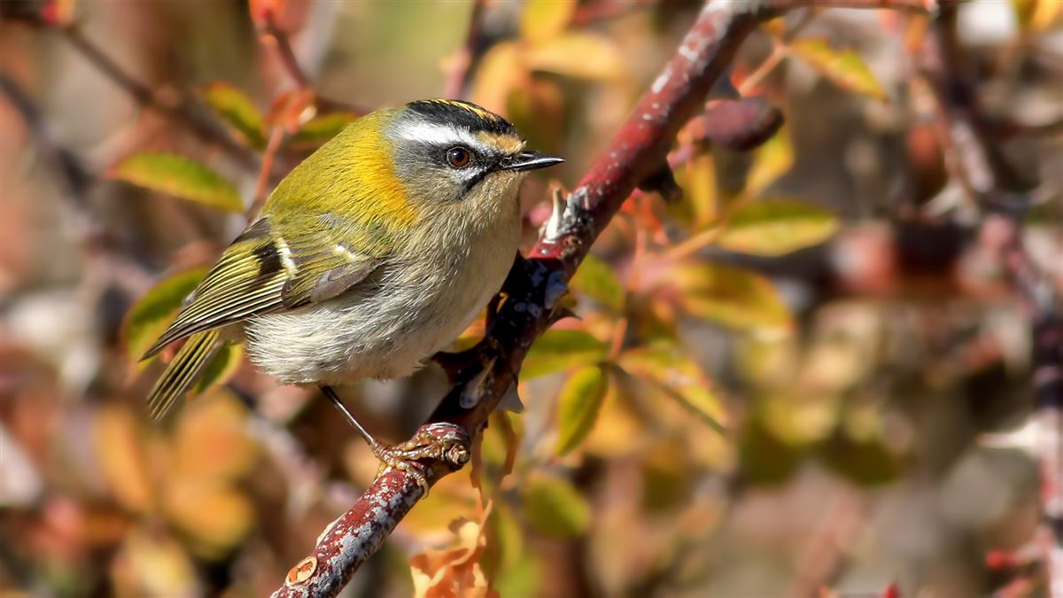 Common Firecrest