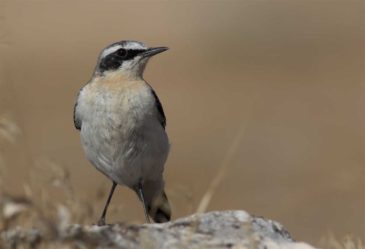 Northern Wheatear