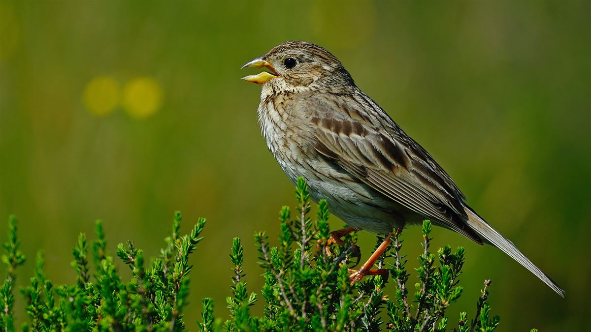 Corn Bunting