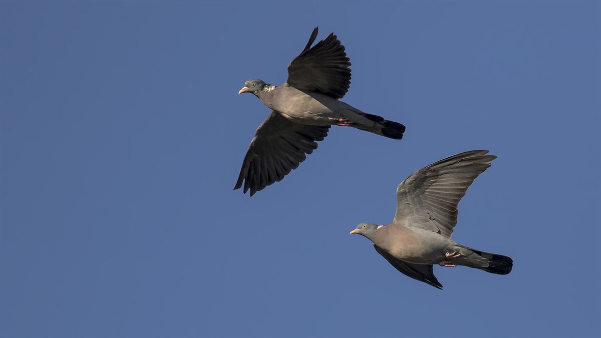 Common Wood Pigeon