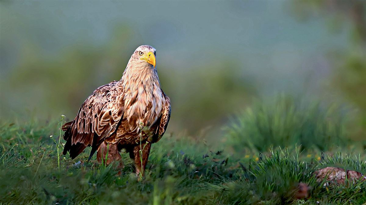 White-tailed Eagle