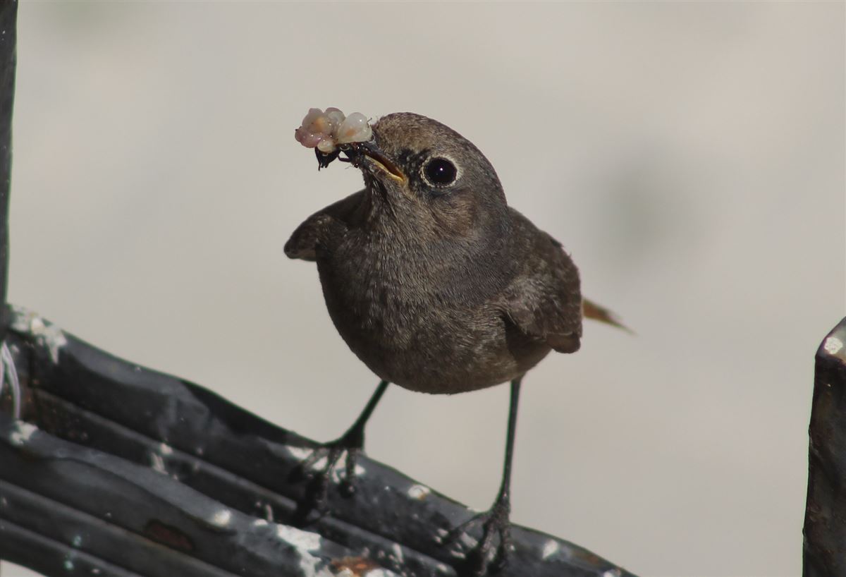 Black Redstart