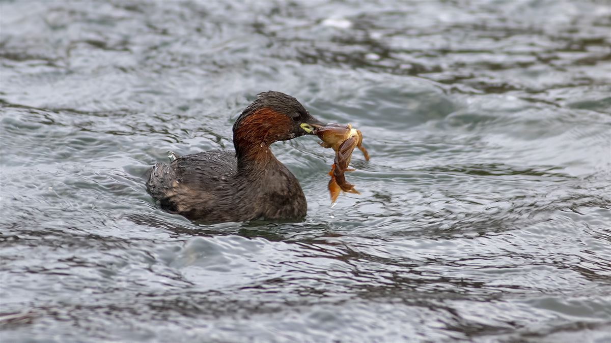 Little Grebe