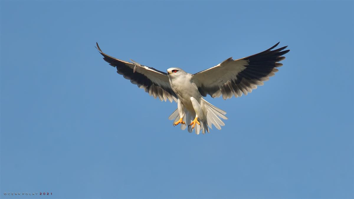 Black-winged Kite
