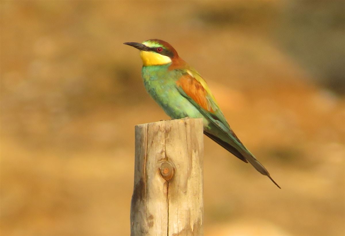 European Bee-eater
