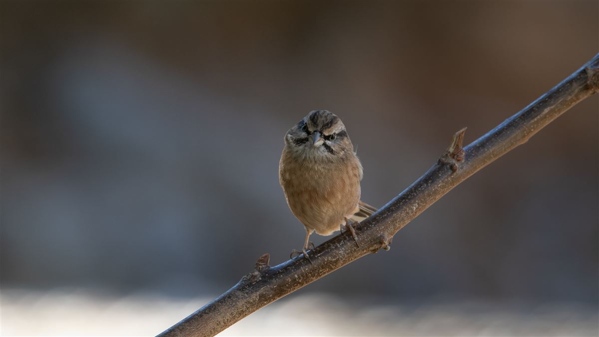 Rock Bunting