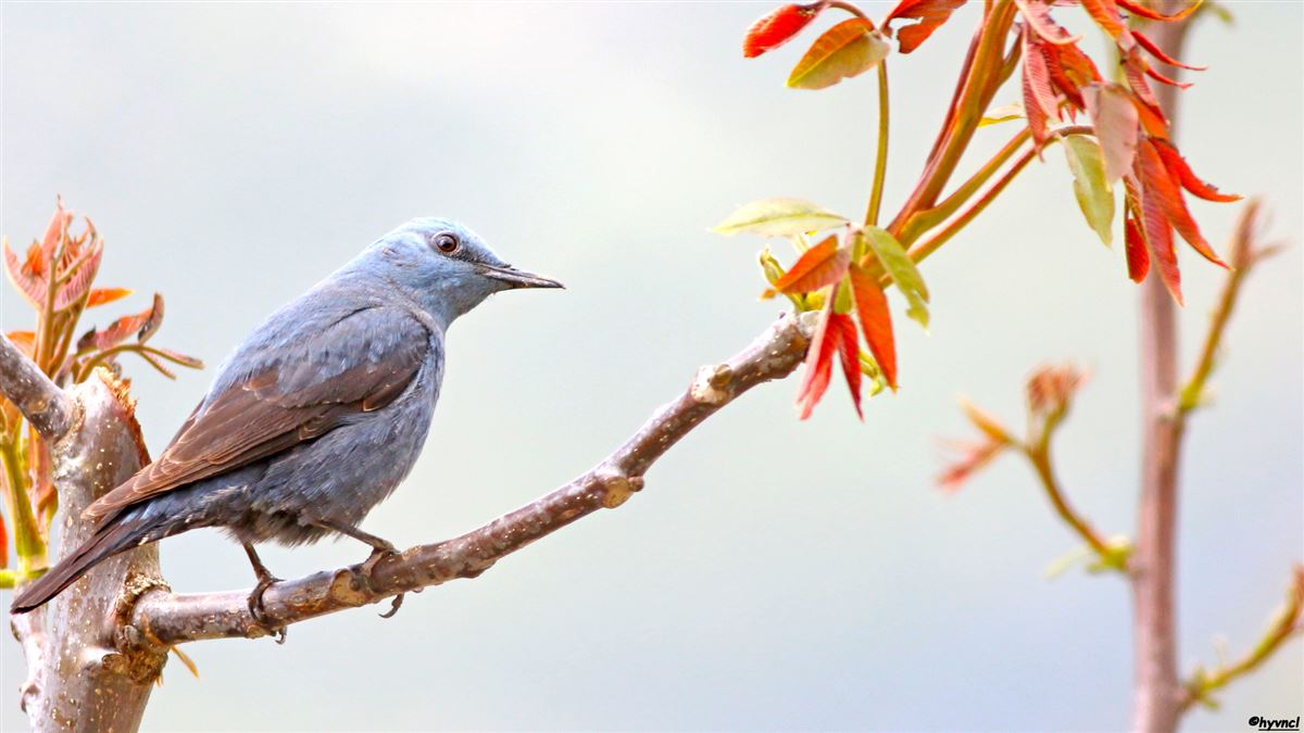 Blue Rock Thrush