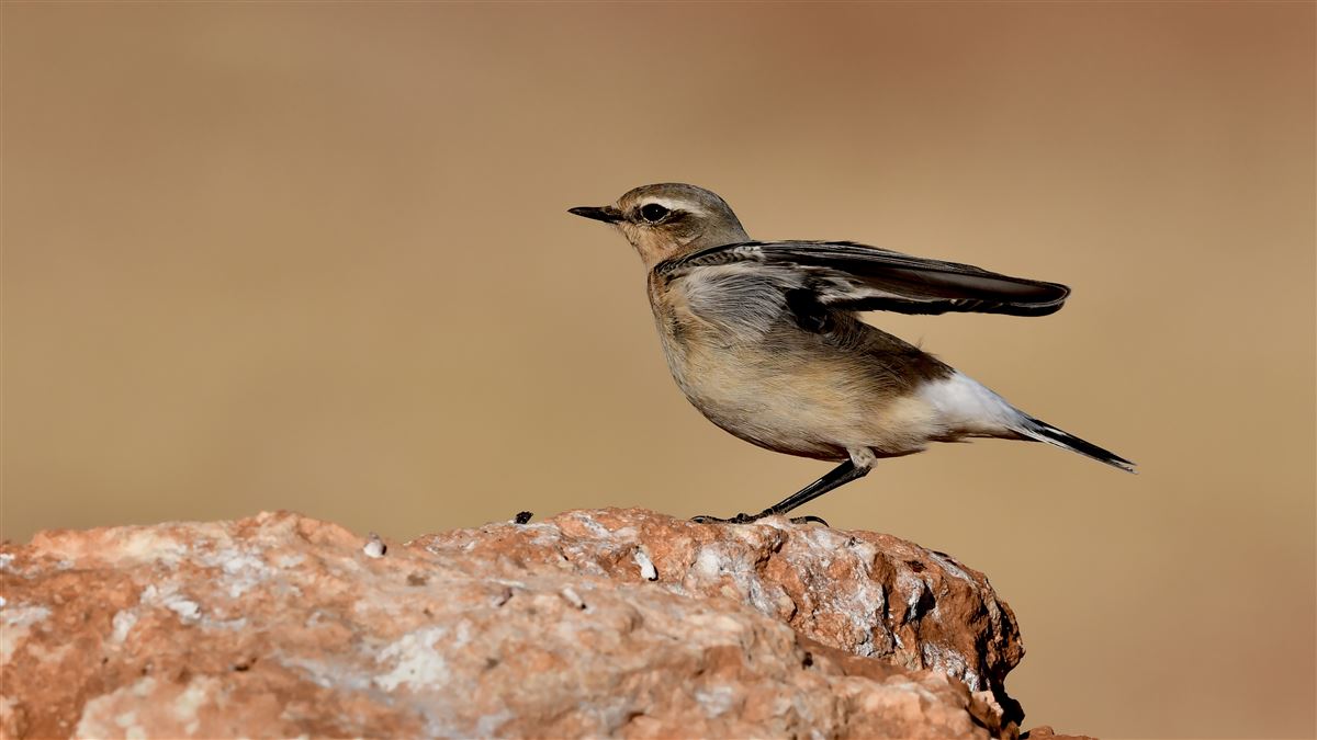 Northern Wheatear