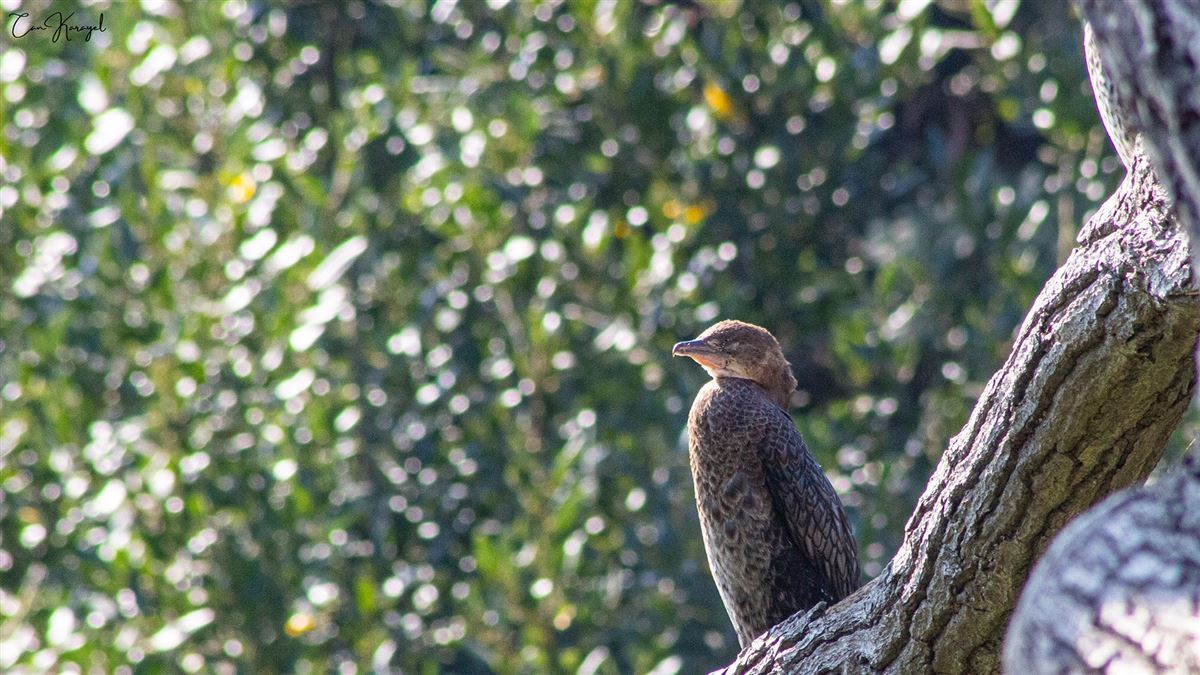 Pygmy Cormorant