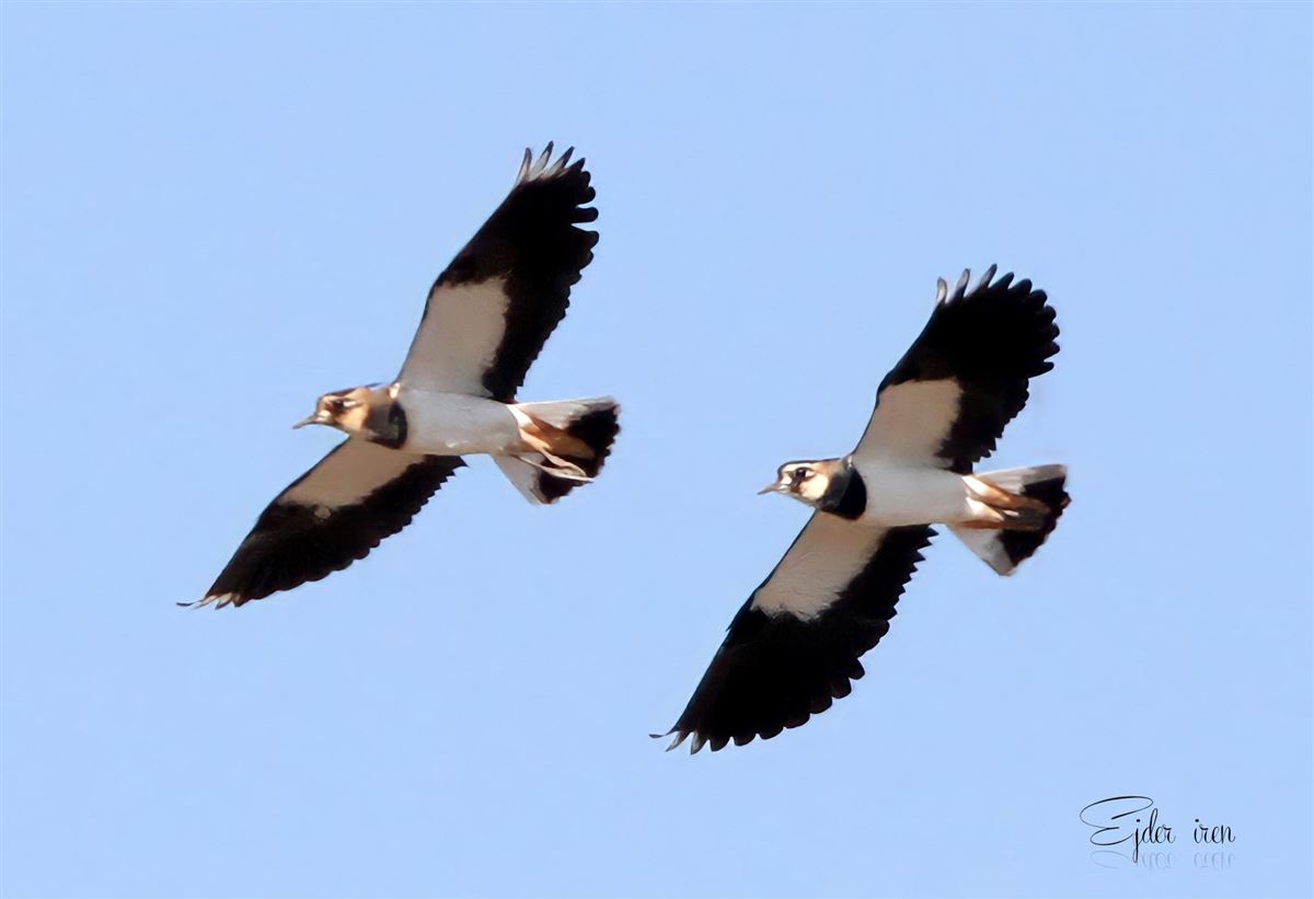 Northern Lapwing