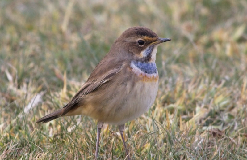 Bluethroat