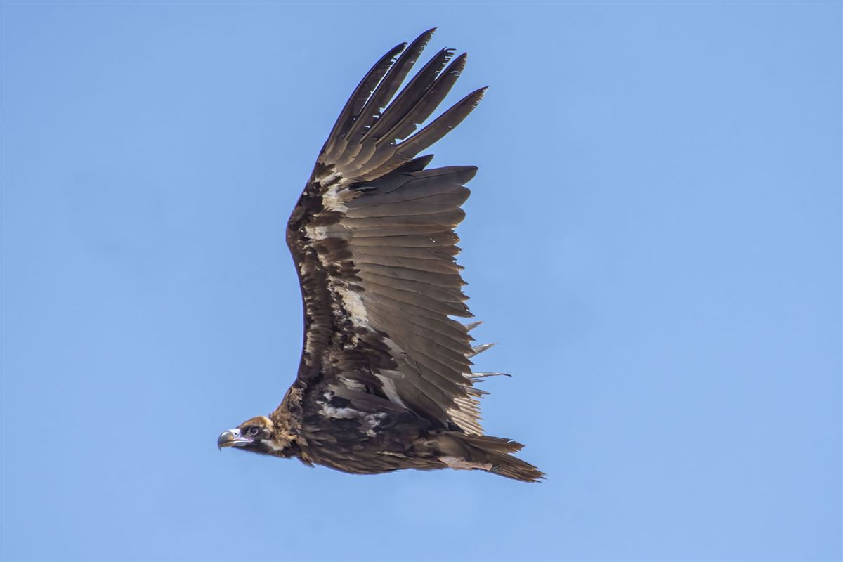 Cinereous Vulture