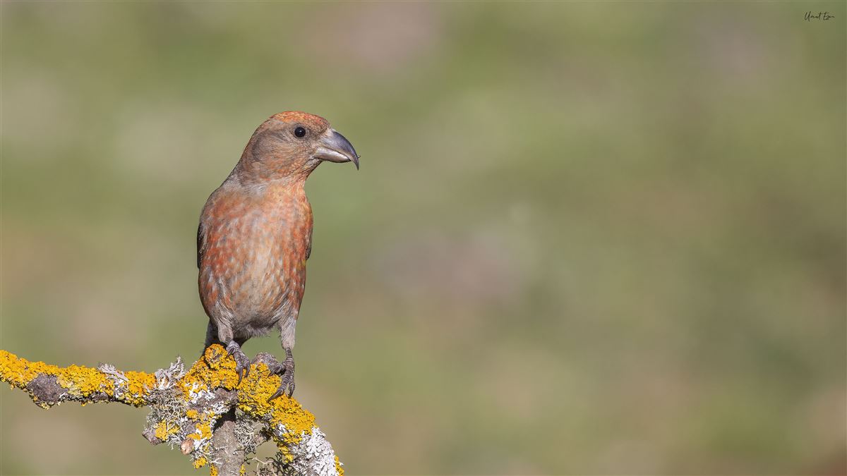 Red Crossbill