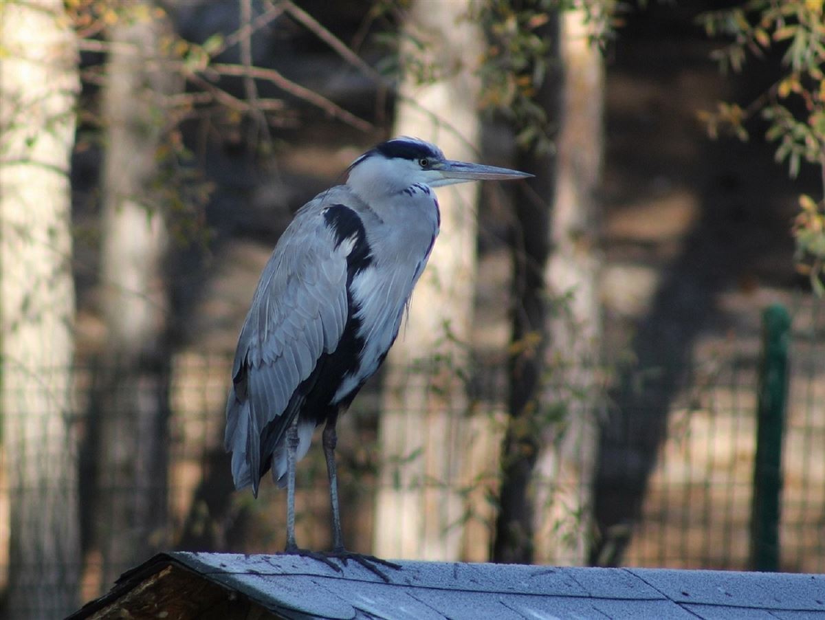 Grey Heron