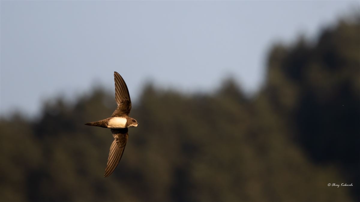Alpine Swift