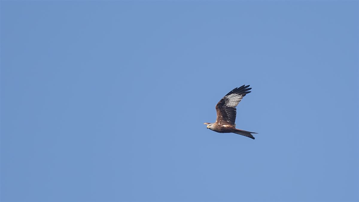Red Kite