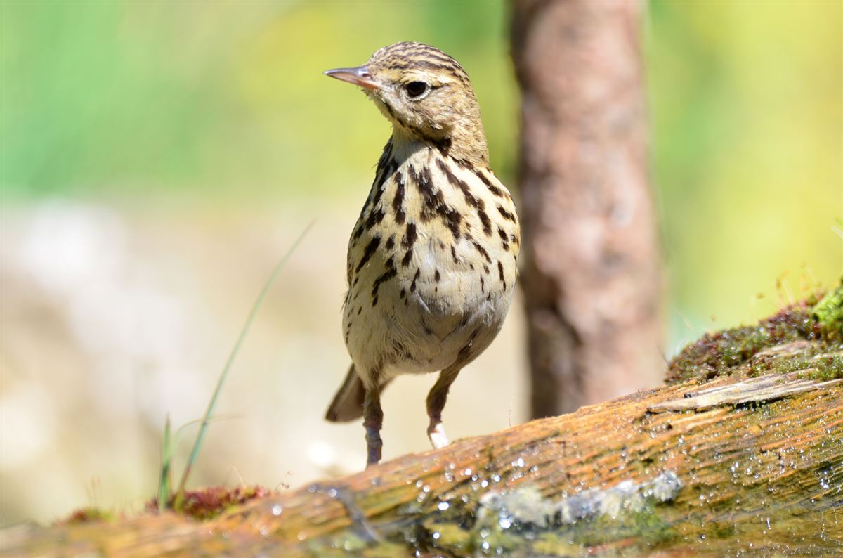 Tree Pipit