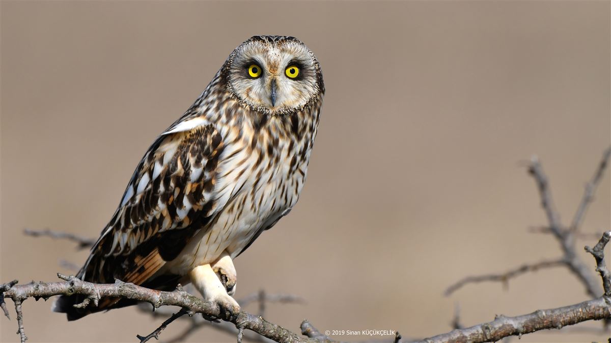 Short-eared Owl